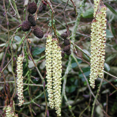 Alnus cordata