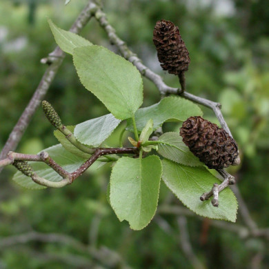 Alnus cordata