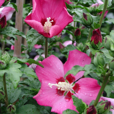 Hibiscus syriacus 'Woodbridge'
