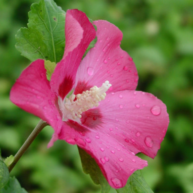 Hibiscus syriacus 'Woodbridge'