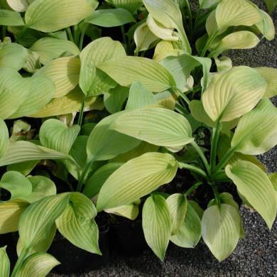 Hosta 'August Moon'