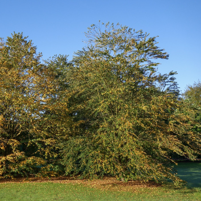 Cercidiphyllum japonicum