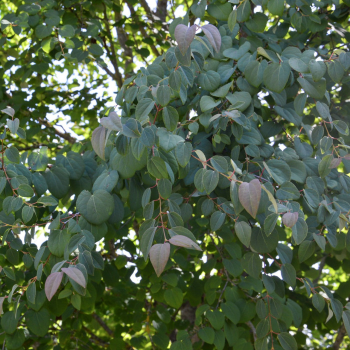 Cercidiphyllum japonicum