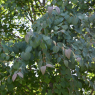 Cercidiphyllum japonicum