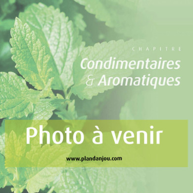 Levisticum officinale