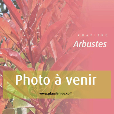 Leucothoe axillaris Curly Red®