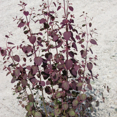 Cercidiphyllum japonicum
