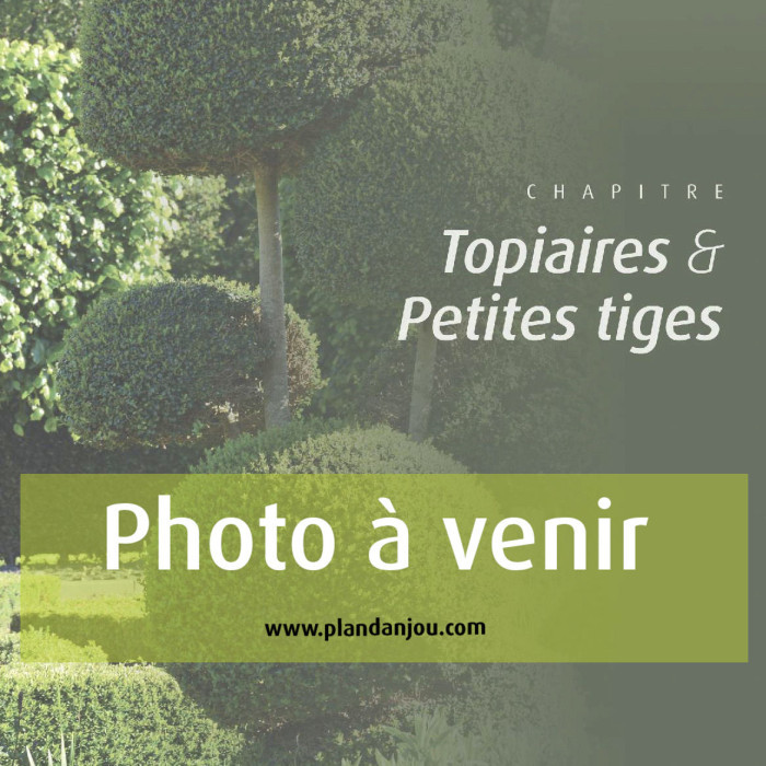 Ilex crenata BLONDIE®