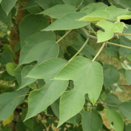 Broussonetia papyrifera