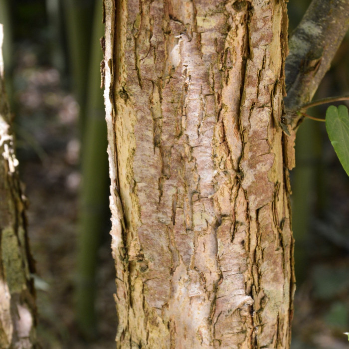 Cercidiphyllum japonicum
