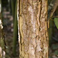 Cercidiphyllum japonicum