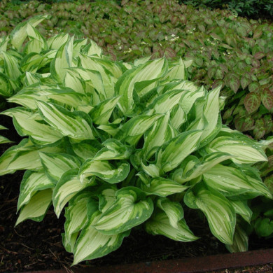 Hosta 'Fortunei Albopicta'