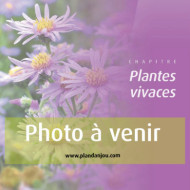 Sanguisorba officinalis 'Tanna'