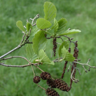 Alnus glutinosa