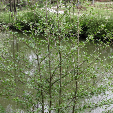 Alnus glutinosa