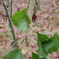 Alnus glutinosa