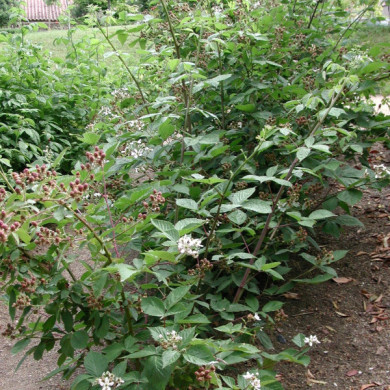 Mûre 'Oregon Thornless'