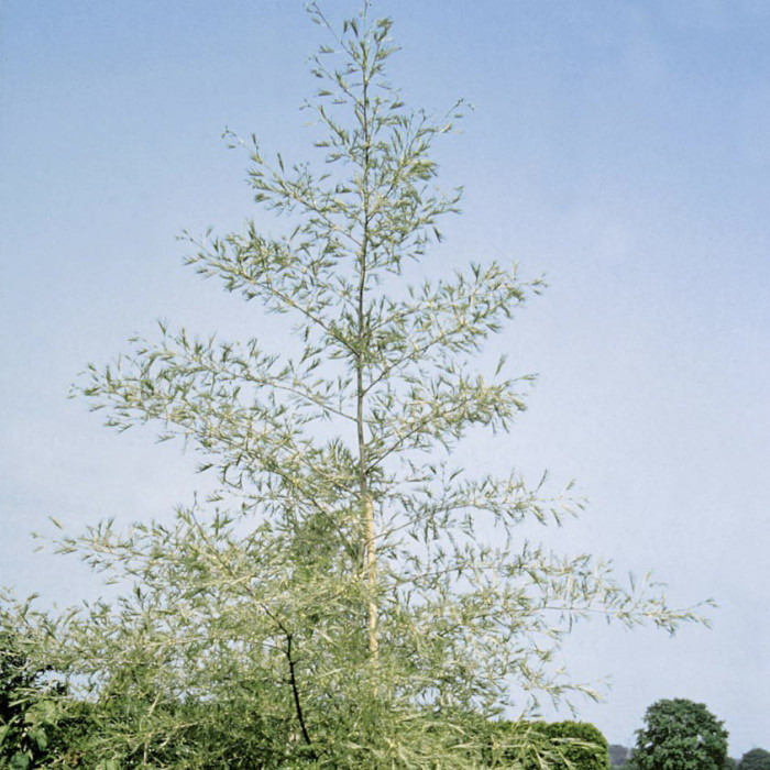 Alnus glutinosa 'Imperialis'