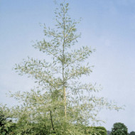 Alnus glutinosa 'Imperialis'