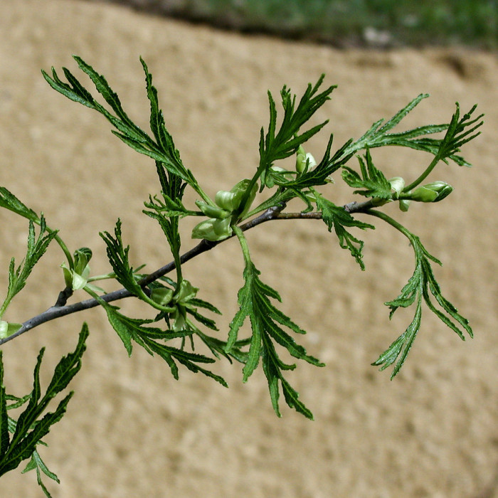 Alnus glutinosa 'Imperialis'