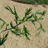 Alnus glutinosa 'Imperialis'