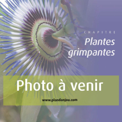 Solanum jasminoides 'Album'