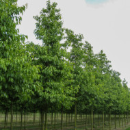 Alnus x spaethii