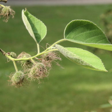 Broussonetia papyrifera