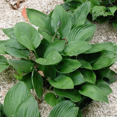 Hosta 'Royal Standard'
