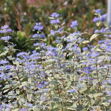 Caryopteris x clandonensis 'White Surprise'