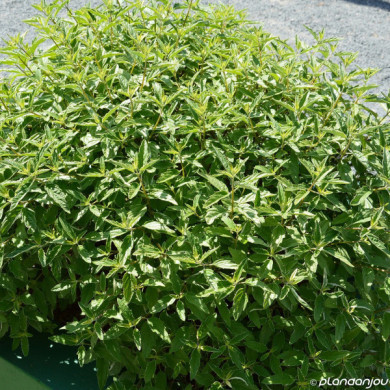 Caryopteris x clandonensis 'White Surprise'