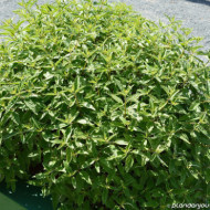Caryopteris x clandonensis 'White Surprise'
