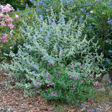 Caryopteris x clandonensis 'White Surprise'