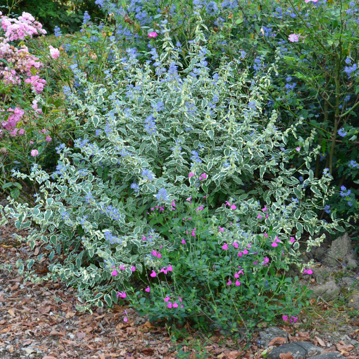 Caryopteris x clandonensis 'White Surprise'