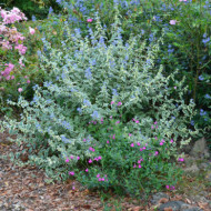 Caryopteris x clandonensis 'White Surprise'