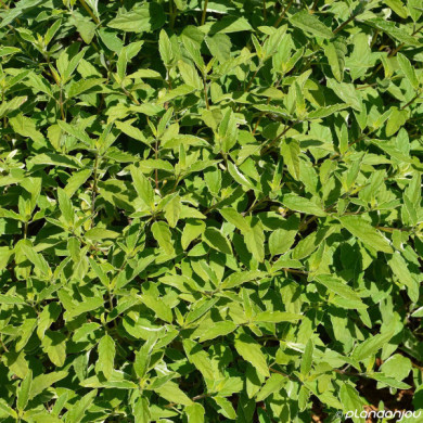 Caryopteris x clandonensis 'White Surprise'
