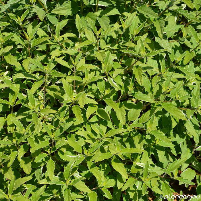 Caryopteris x clandonensis 'White Surprise'