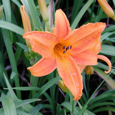 Hemerocallis 'Burning Daylight'