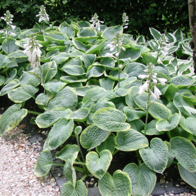 Hosta 'Frances Williams'