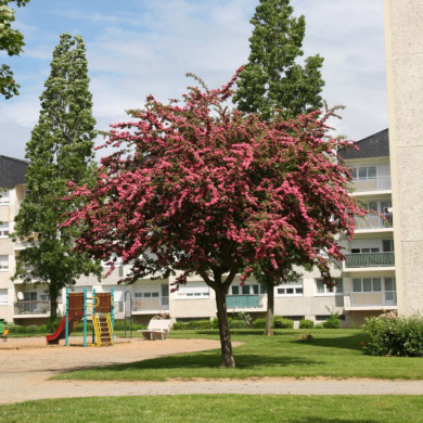 Crataegus x media 'Rubra Plena'