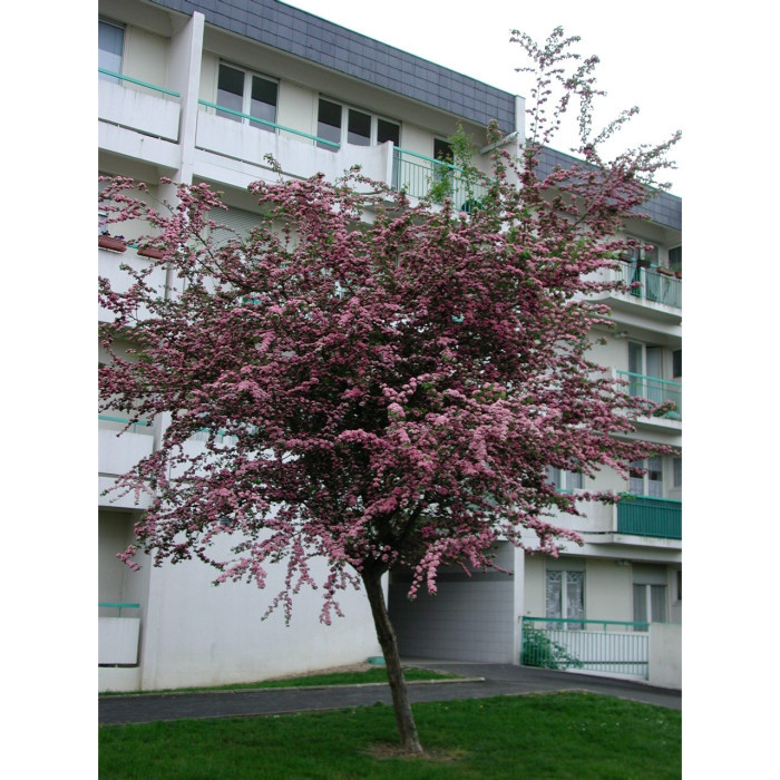 Crataegus x media 'Rubra Plena'