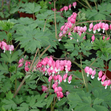 Dicentra spectabilis