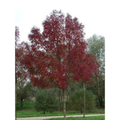 Fraxinus angustifolia 'Raywood'