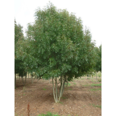 Fraxinus angustifolia 'Raywood'