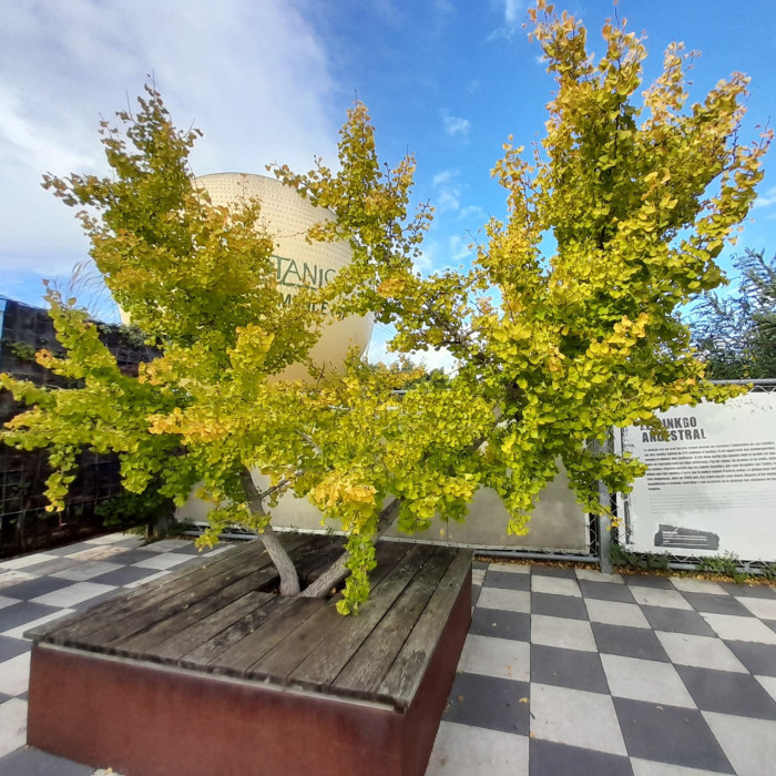 Ginkgo biloba