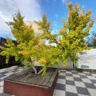 Ginkgo biloba