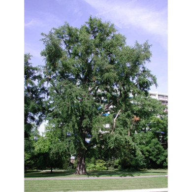 Ginkgo biloba