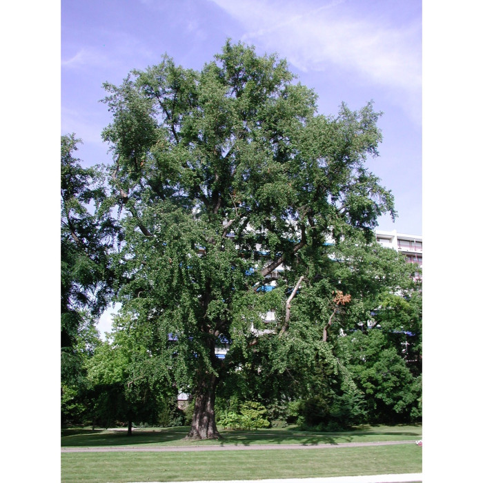 Ginkgo biloba