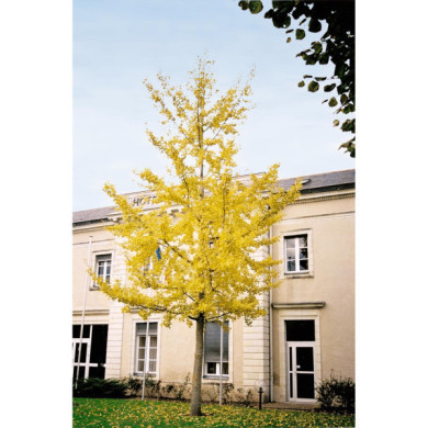 Ginkgo biloba