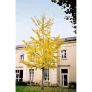 Ginkgo biloba